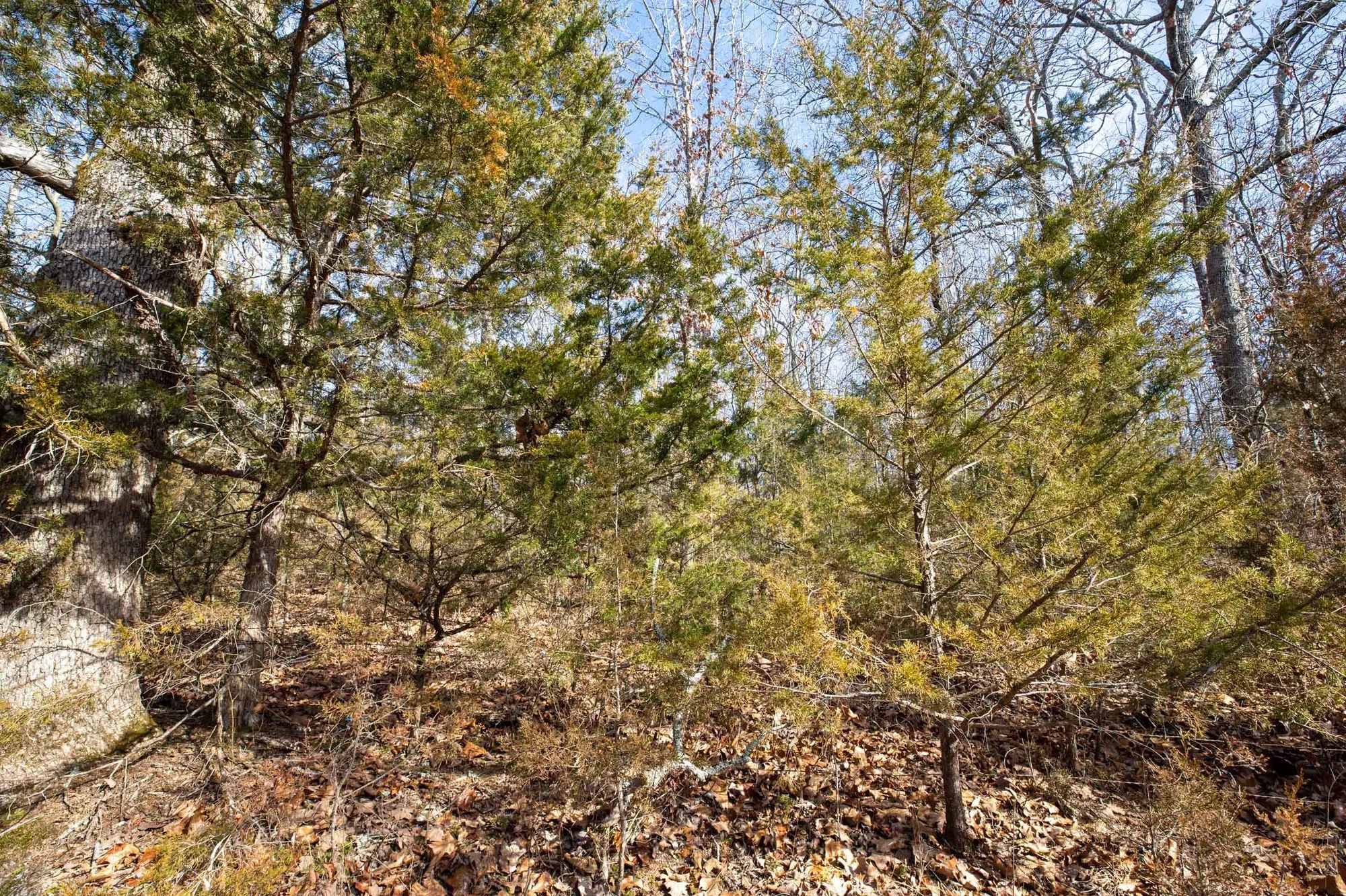 Forest Hill Tract 13 in Texas County, MO
