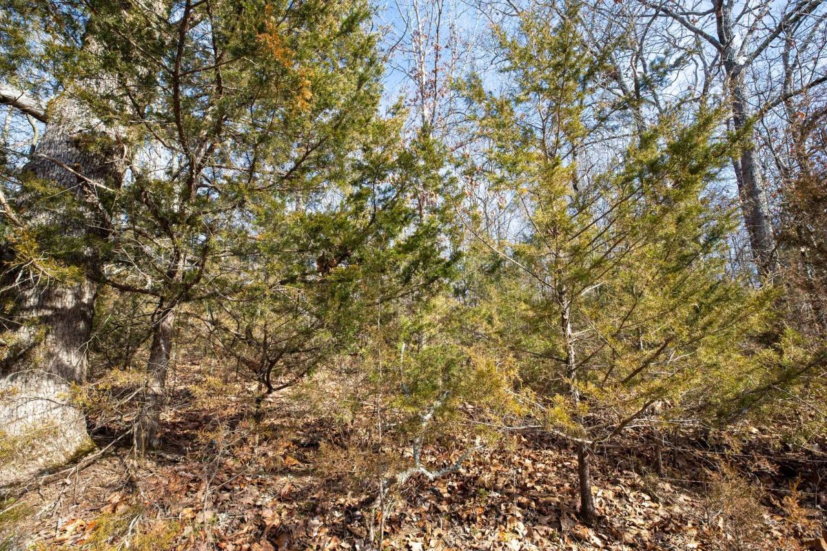 Forest Hill Tract 13 - Image 4