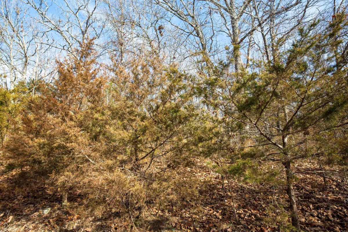 Decorative background for Forest Hill Tract 13 image 5