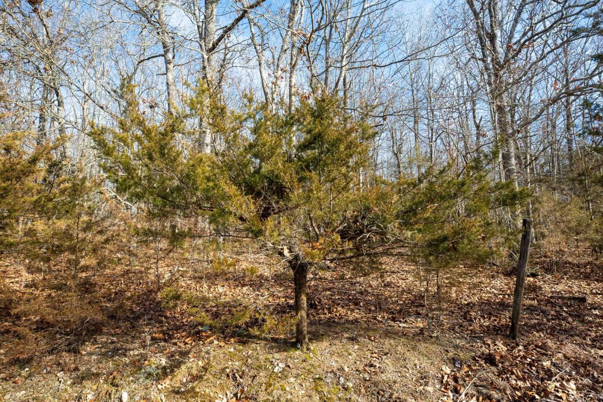 Decorative background for Forest Hill Tract 13 image 6