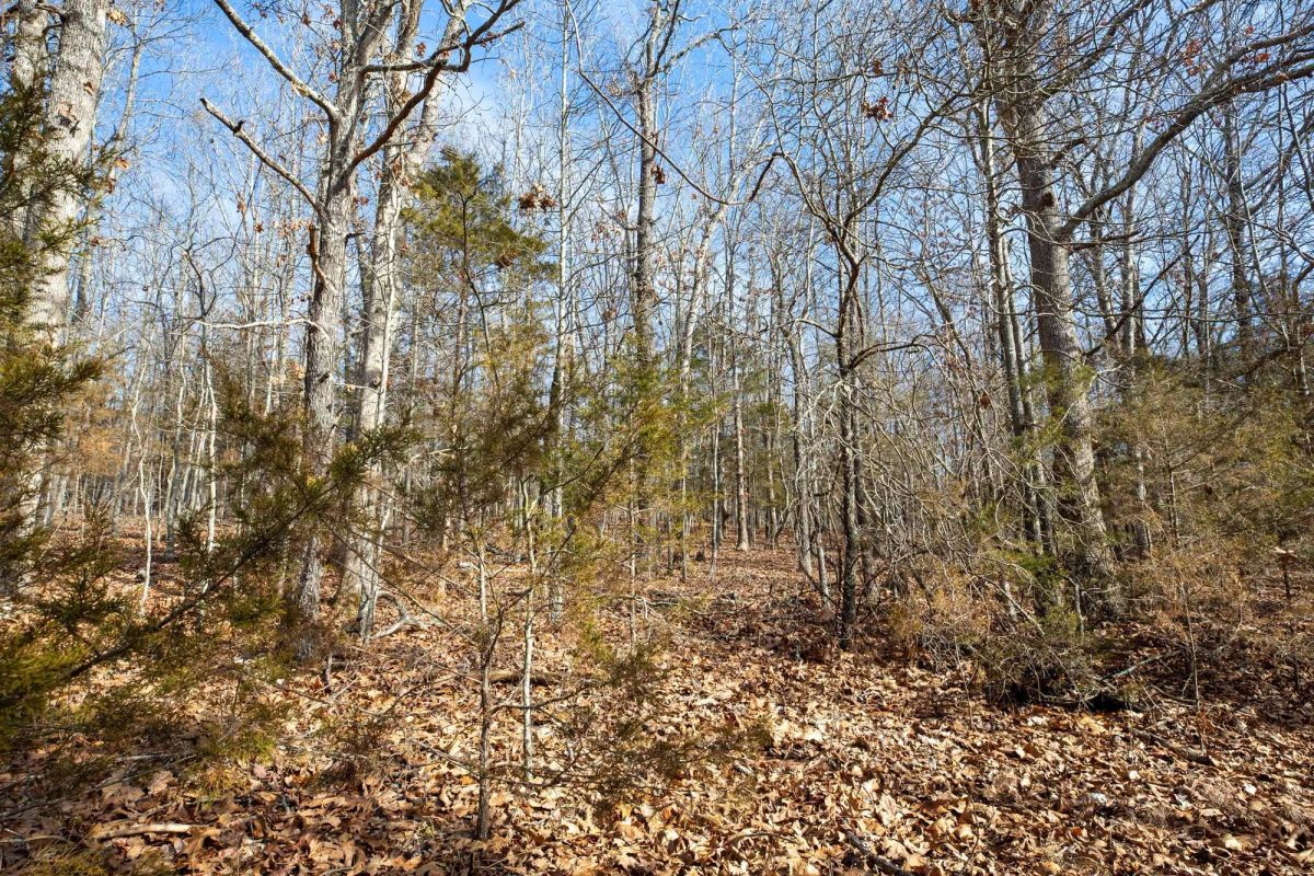 Decorative background for Forest Hill Tract 13 image 8