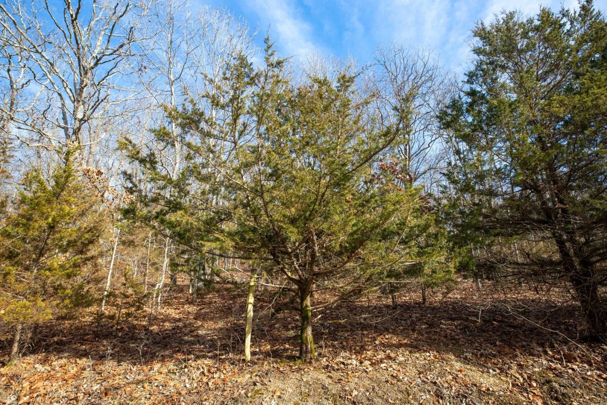 Decorative background for Forest Hill Tract 13 image 9