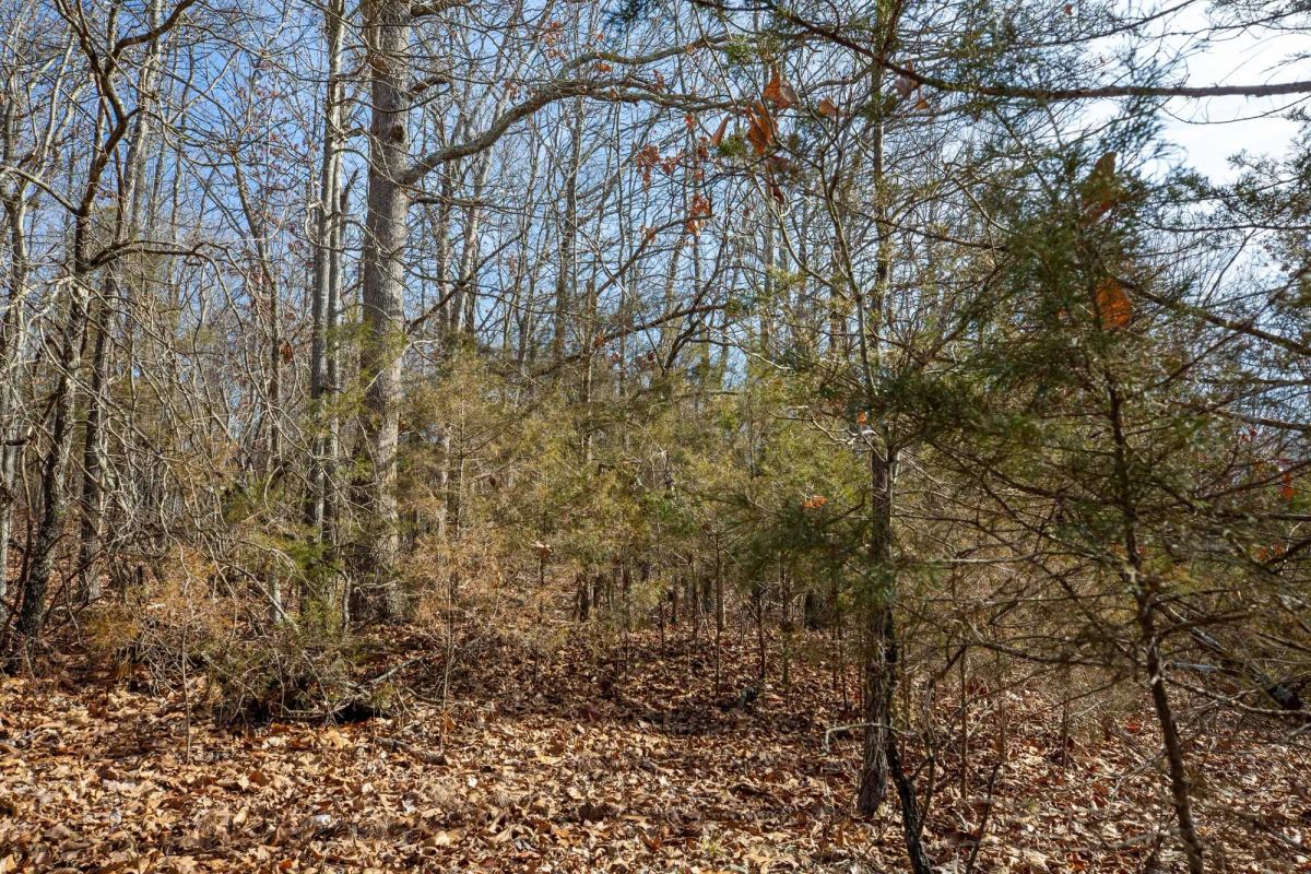 Decorative background for Forest Hill Tract 13 image 10