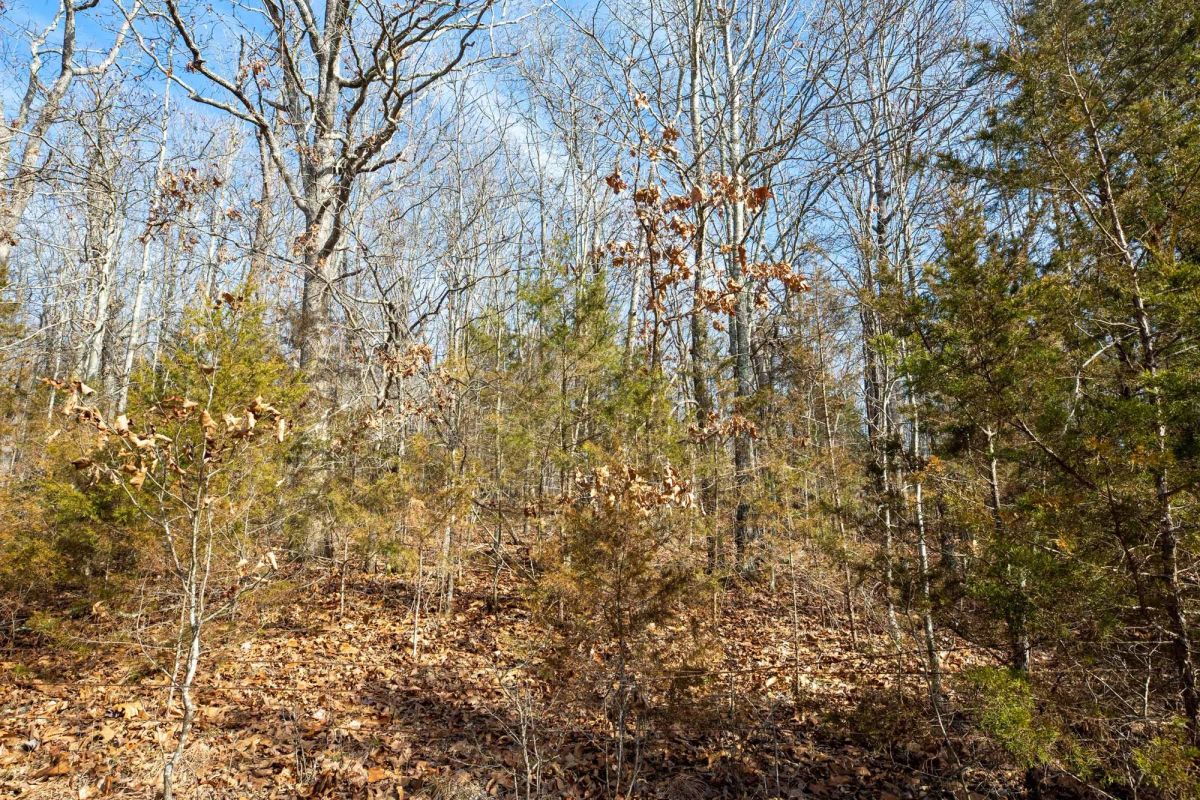 Decorative background for Forest Hill Tract 13 image 11