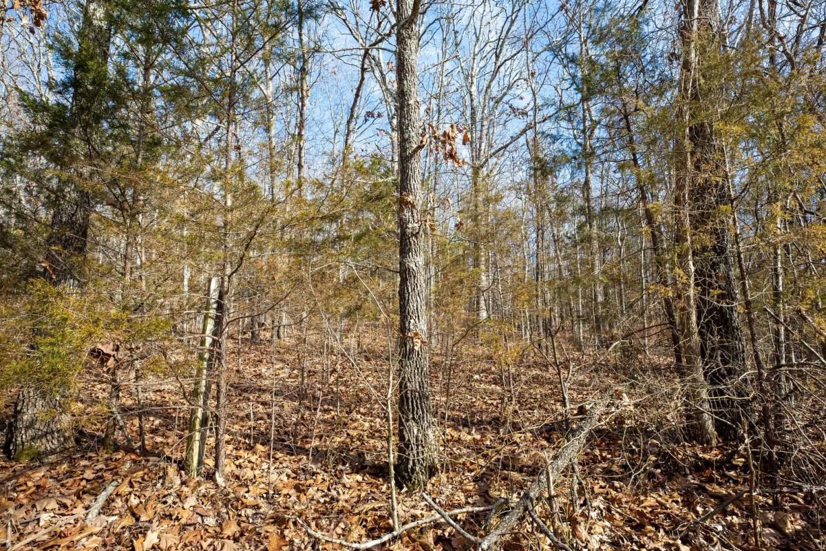 Decorative background for Forest Hill Tract 13 image 12