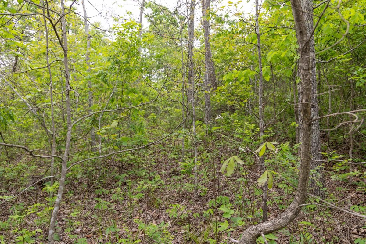 Decorative background for Sleepy Hollow Phase II Tract 108 image 6
