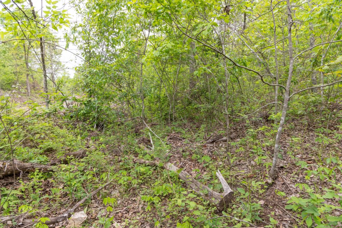 Decorative background for Sleepy Hollow Phase II Tract 108 image 7
