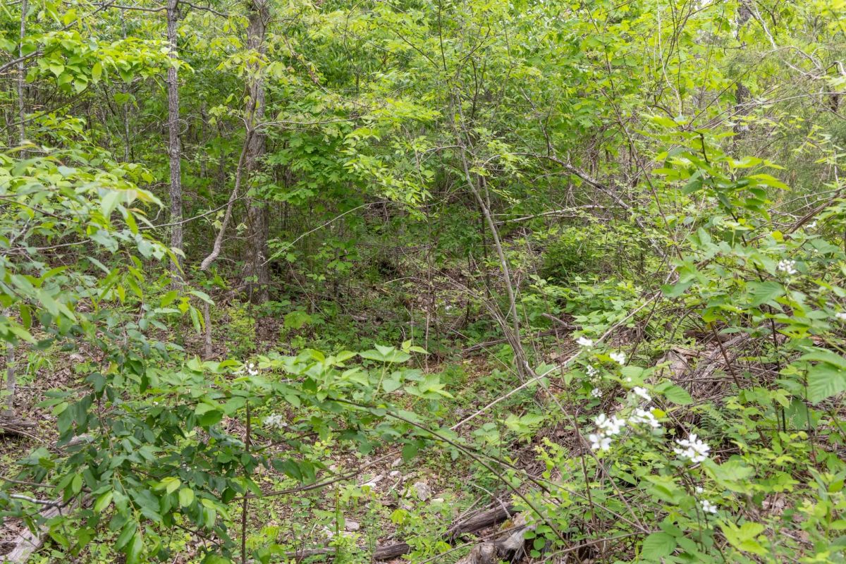 Decorative background for Sleepy Hollow Phase II Tract 108 image 9