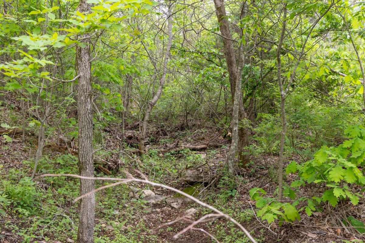 Decorative background for Sleepy Hollow Phase II Tract 108 image 11