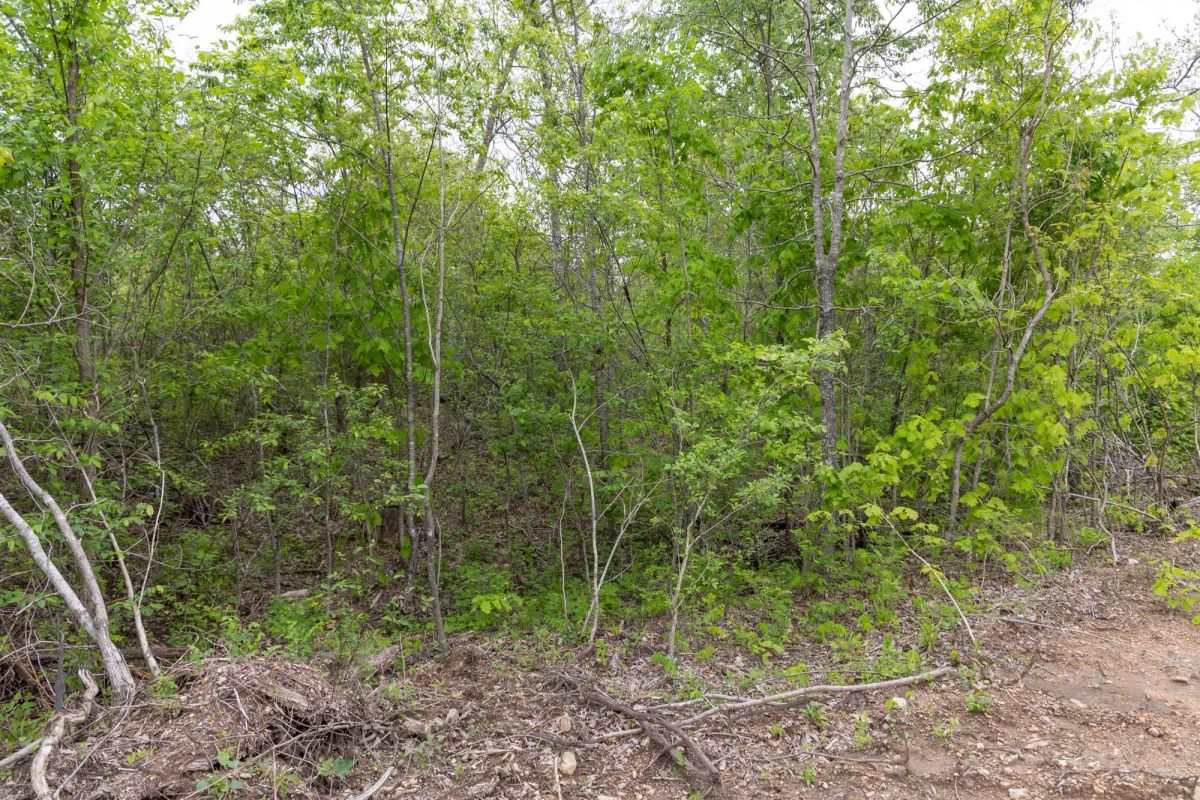 Decorative background for Sleepy Hollow Phase II Tract 108 image 12