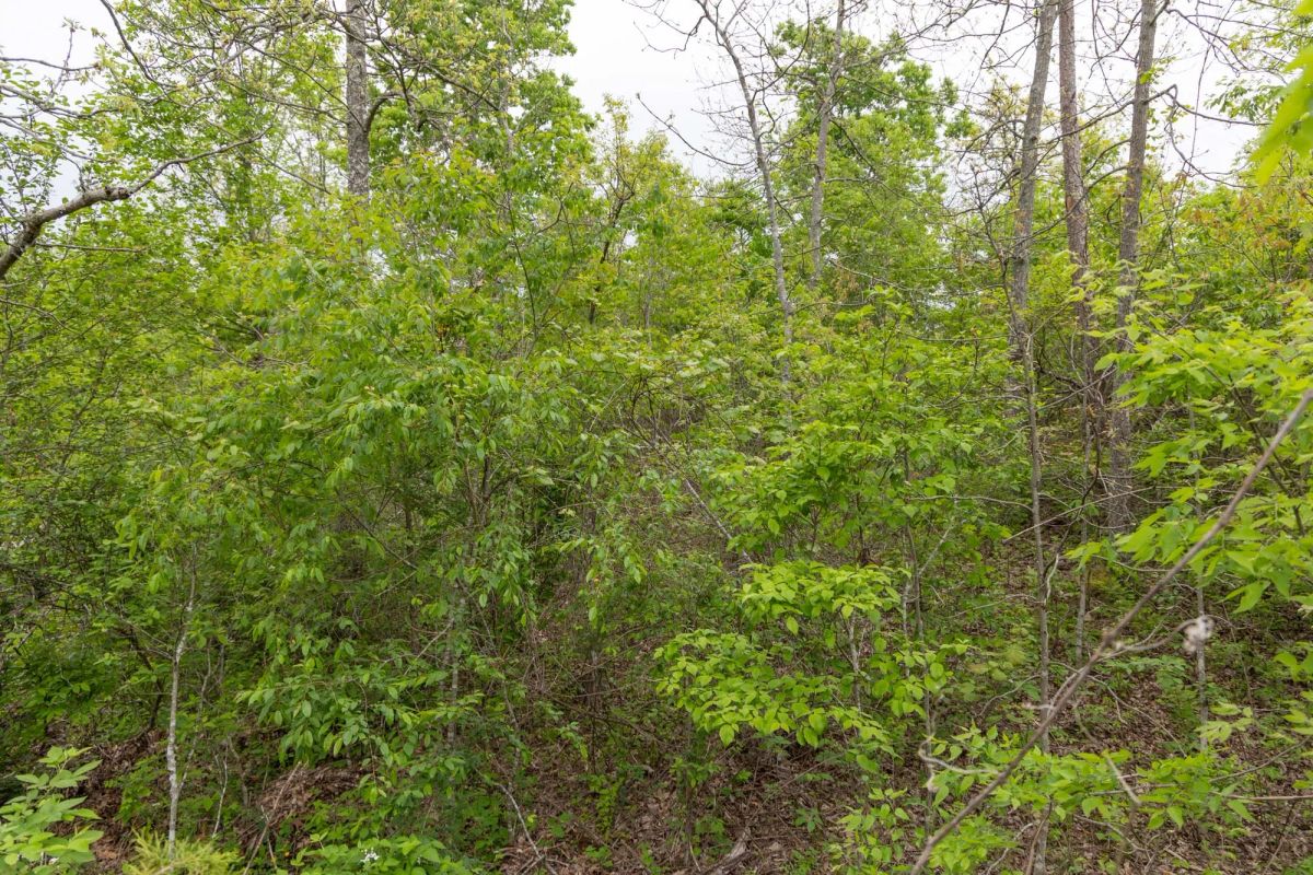 Decorative background for Sleepy Hollow Phase II Tract 108 image 13