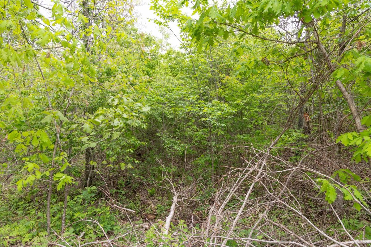 Decorative background for Sleepy Hollow Phase II Tract 108 image 14