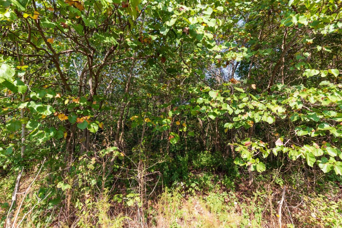 Redemption Ridge Tract 5 - Image 2