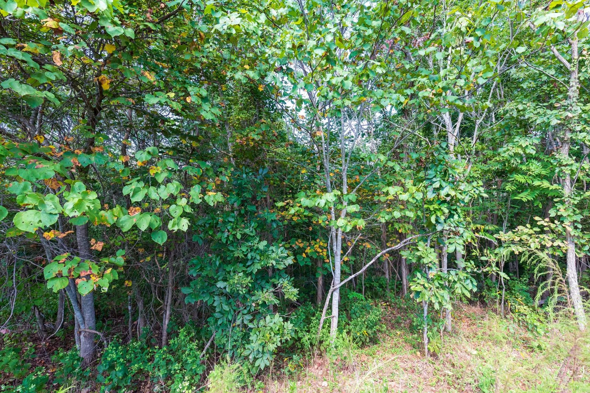 Redemption Ridge Tract 5 in Wayne County, TN