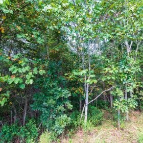 Redemption Ridge Tract 5 in Wayne County, TN