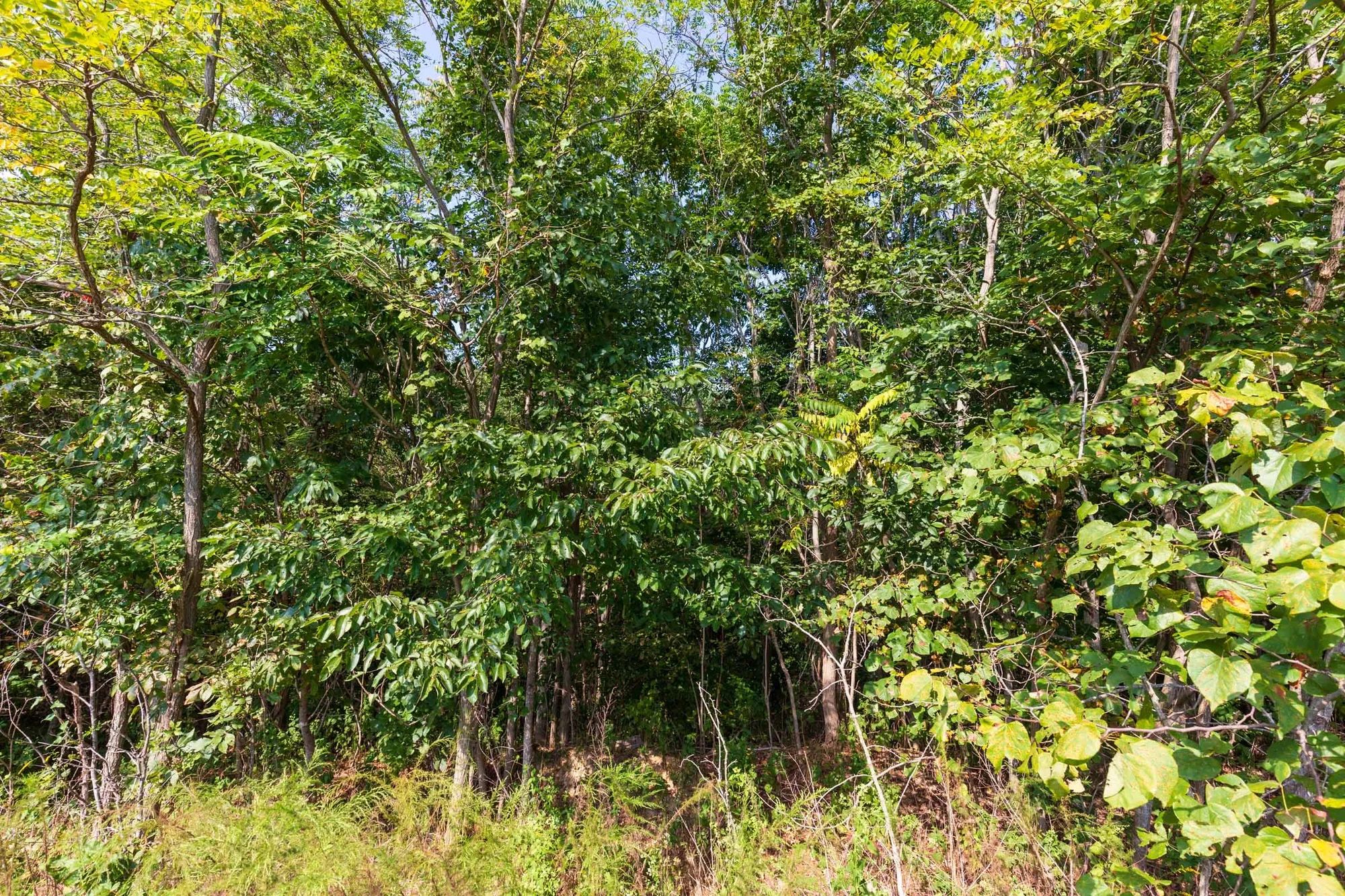Redemption Ridge Tract 5 in Wayne County, TN