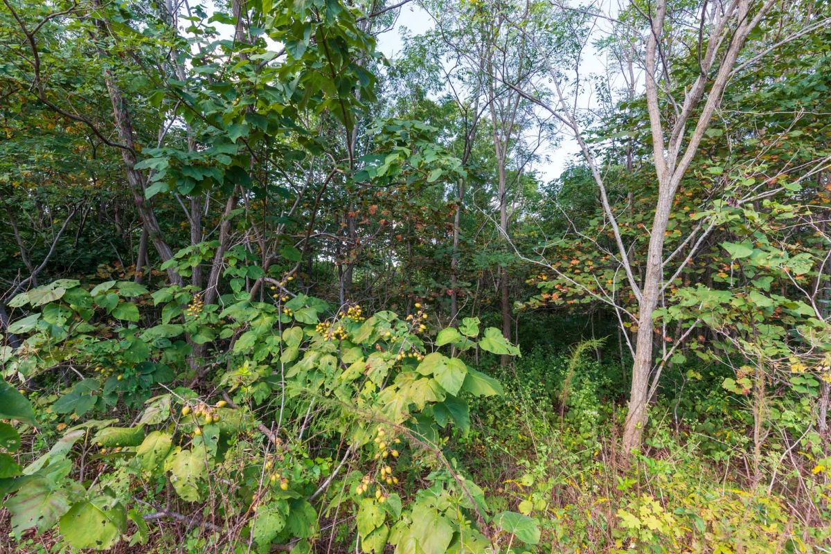 Decorative background for Redemption Ridge Tract 5 image 5