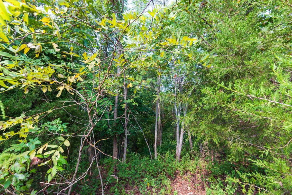 Decorative background for Redemption Ridge Tract 5 image 6