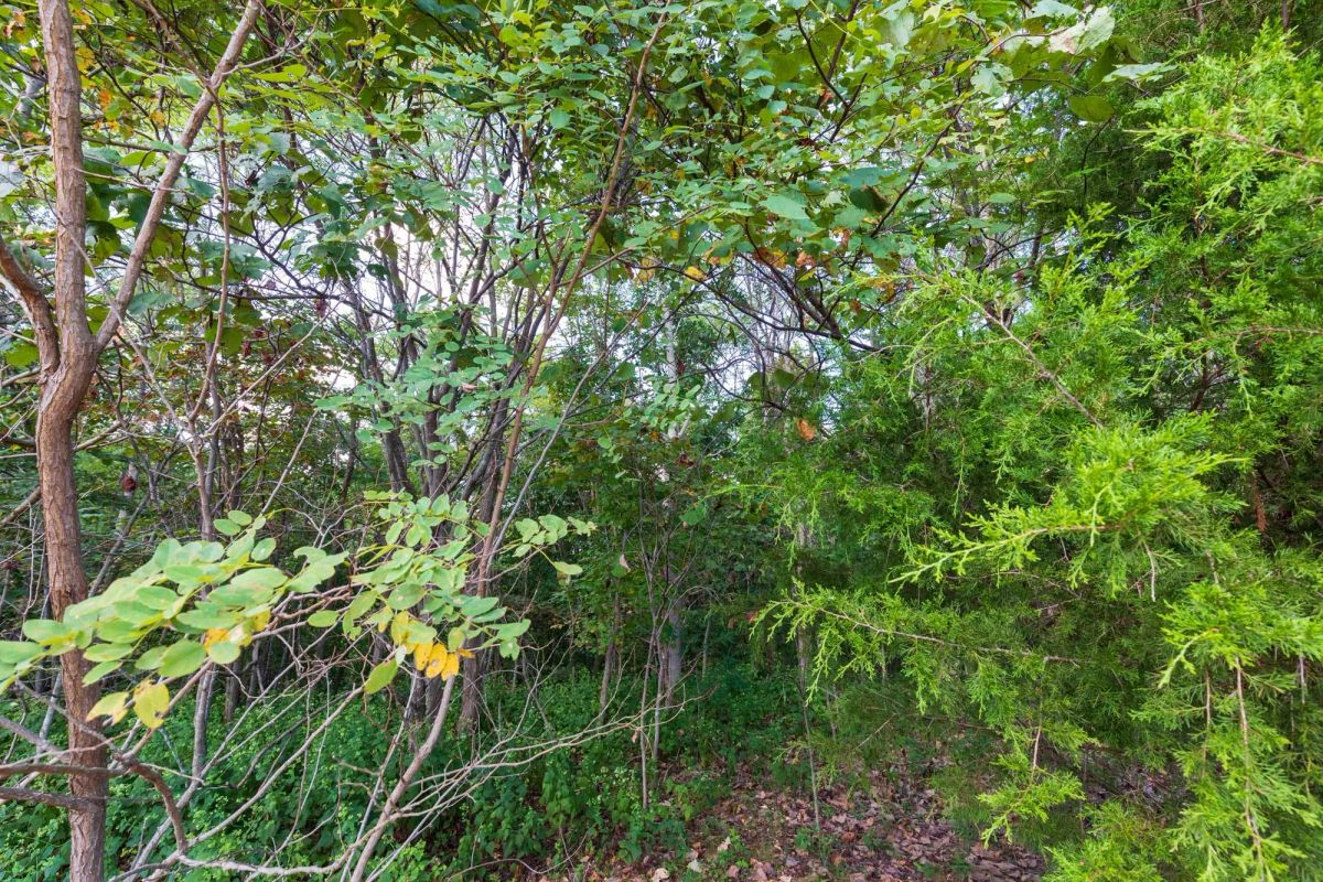Decorative background for Redemption Ridge Tract 5 image 7