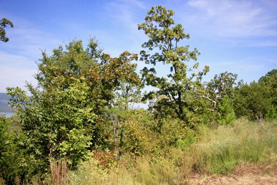Decorative background for Lakeview Private Reserve Tract 15 image 14