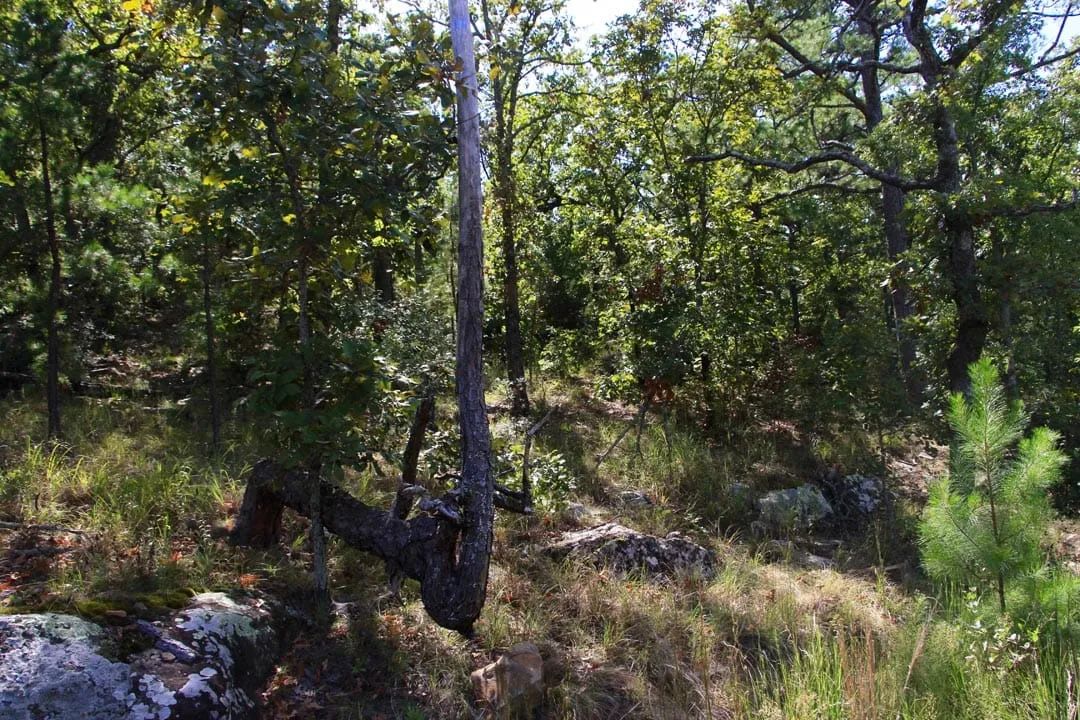 Decorative background for Lakeview Private Reserve Tract 15 image 17