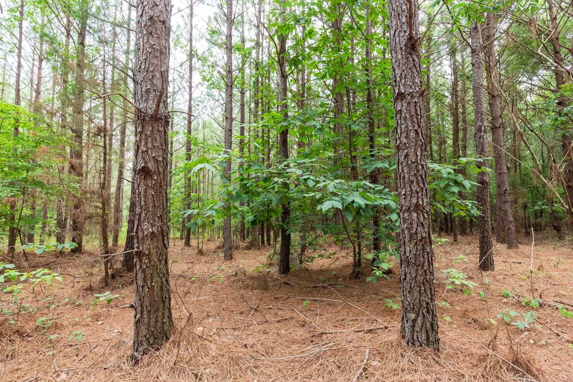Whiskey Ridge Tract 86 in Henderson County, TN