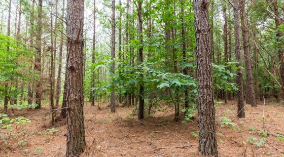 Whiskey Ridge Tract 86 in Henderson County, TN