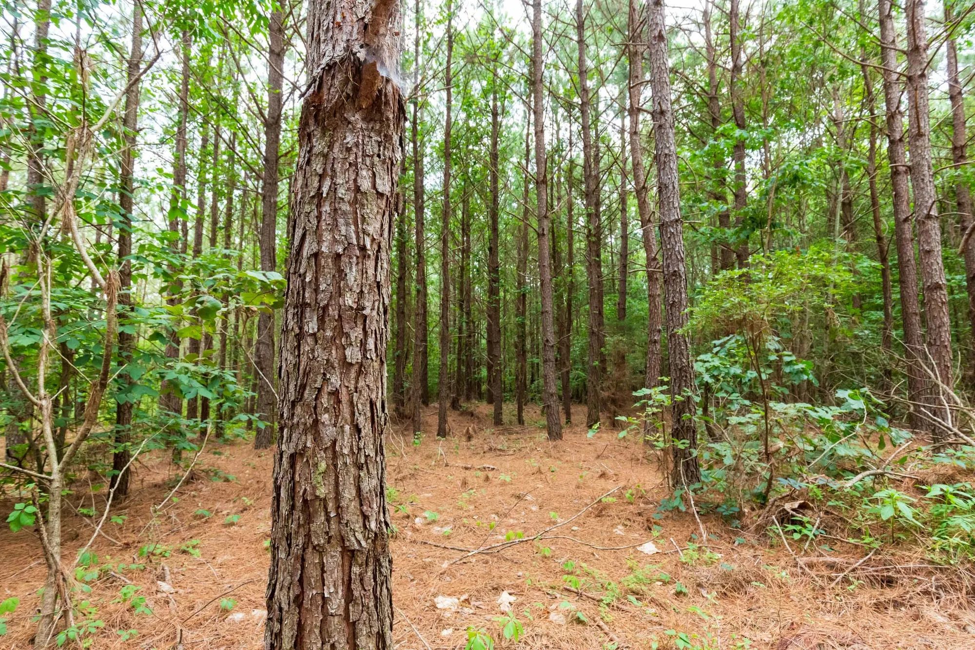 Whiskey Ridge Tract 86 in Henderson County, TN