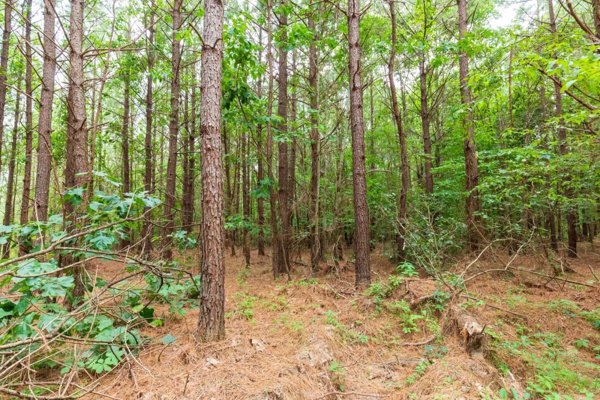 Whiskey Ridge Tract 86 - Image 4