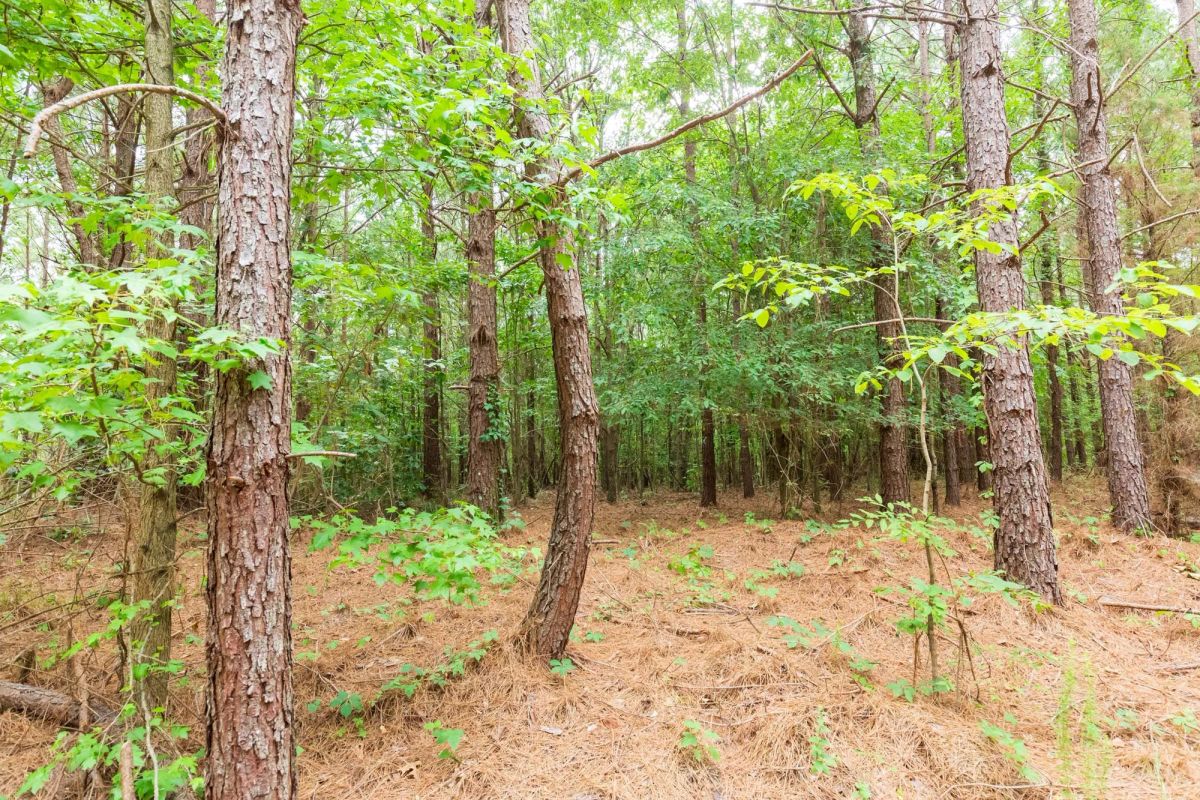 Decorative background for Whiskey Ridge Tract 86 image 5