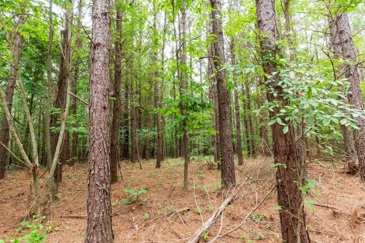 Decorative background for Whiskey Ridge Tract 86 image 6