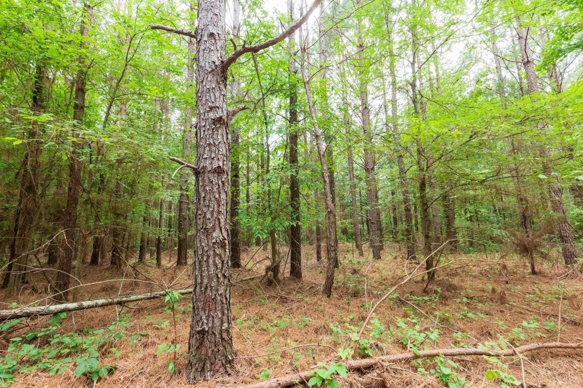 Decorative background for Whiskey Ridge Tract 86 image 7