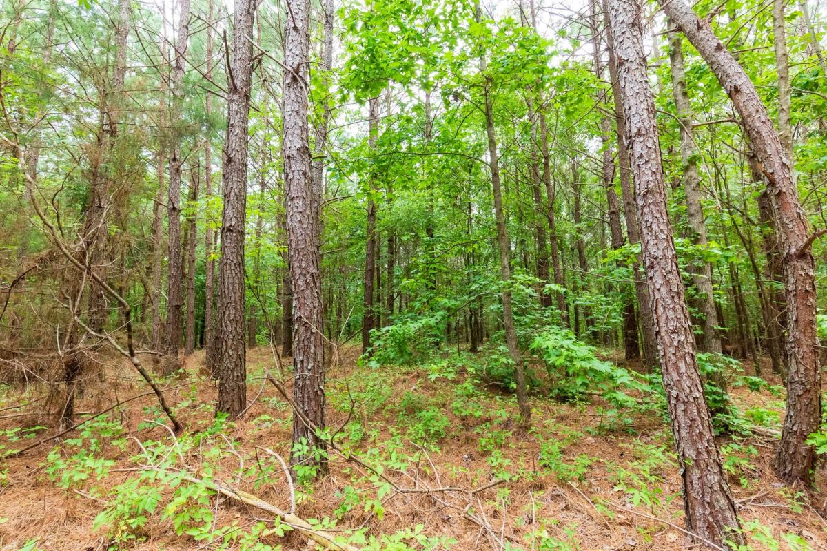 Decorative background for Whiskey Ridge Tract 86 image 8