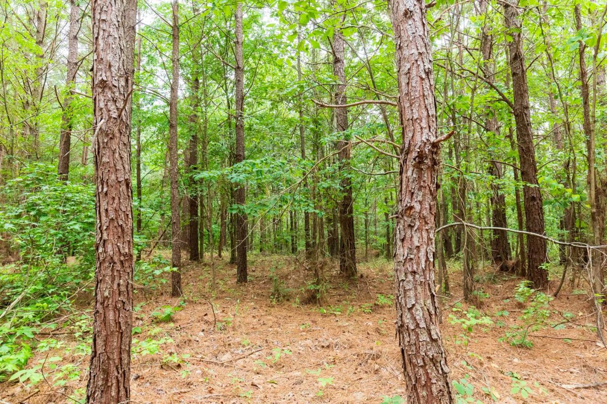 Decorative background for Whiskey Ridge Tract 86 image 9