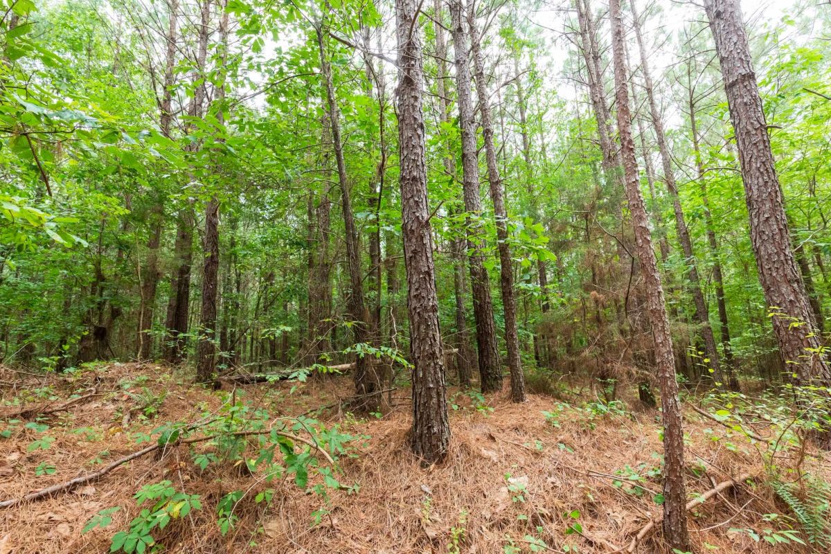 Decorative background for Whiskey Ridge Tract 86 image 10