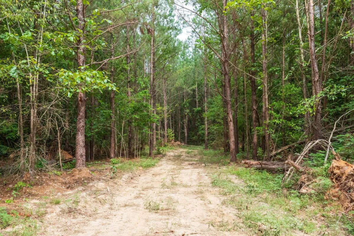 Decorative background for Whiskey Ridge Tract 86 image 11