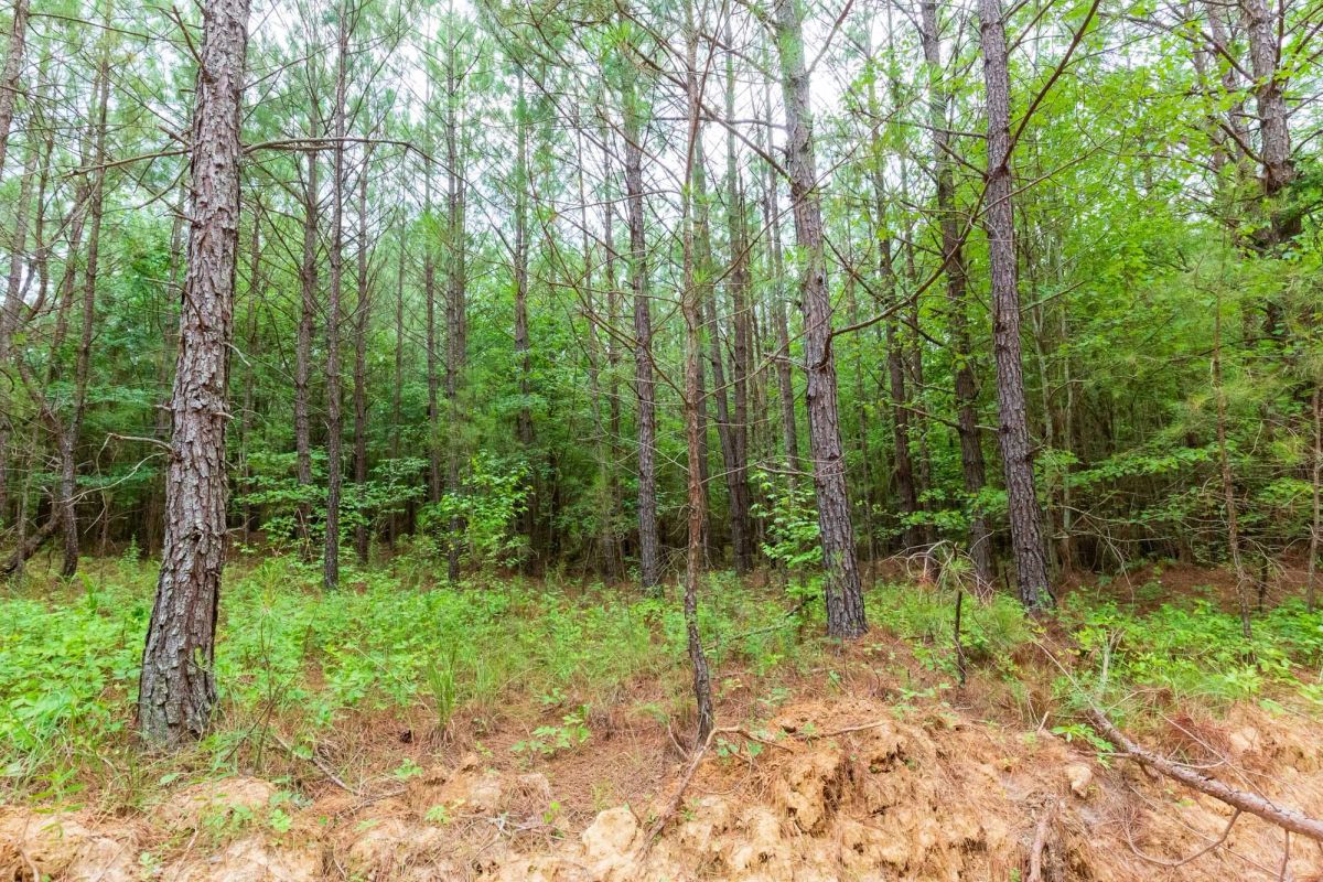 Decorative background for Whiskey Ridge Tract 86 image 12
