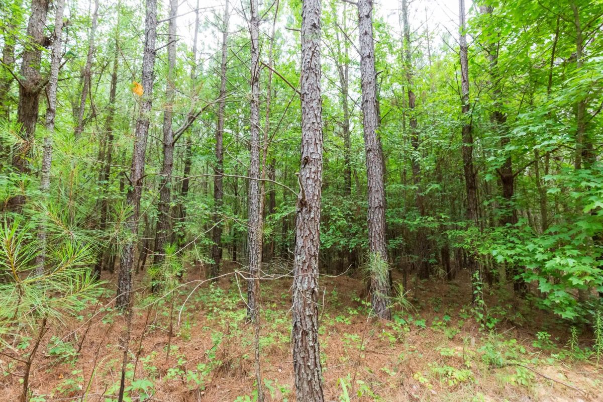 Decorative background for Whiskey Ridge Tract 86 image 13