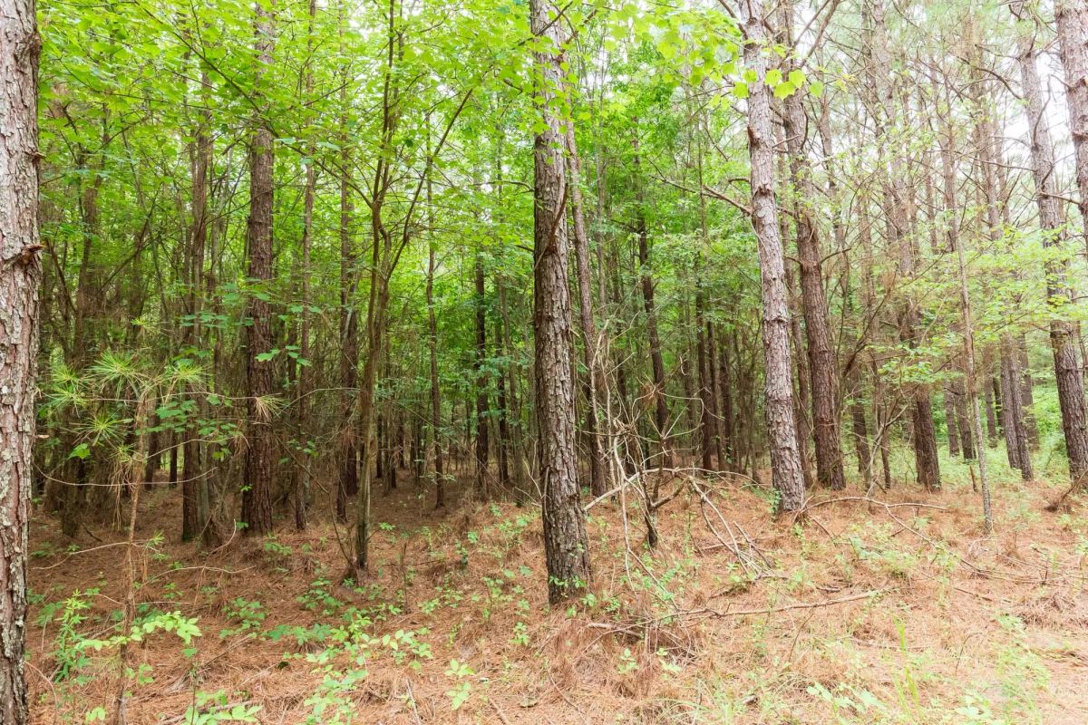 Decorative background for Whiskey Ridge Tract 86 image 14