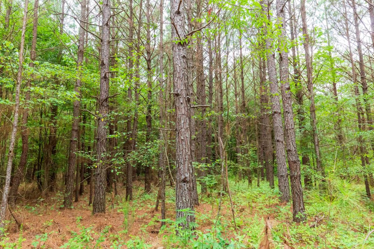 Decorative background for Whiskey Ridge Tract 86 image 15