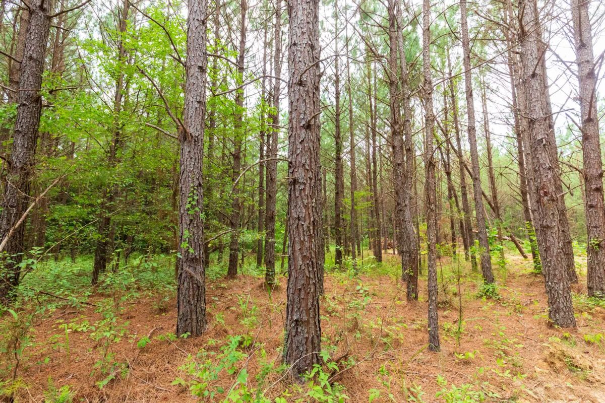 Decorative background for Whiskey Ridge Tract 86 image 16