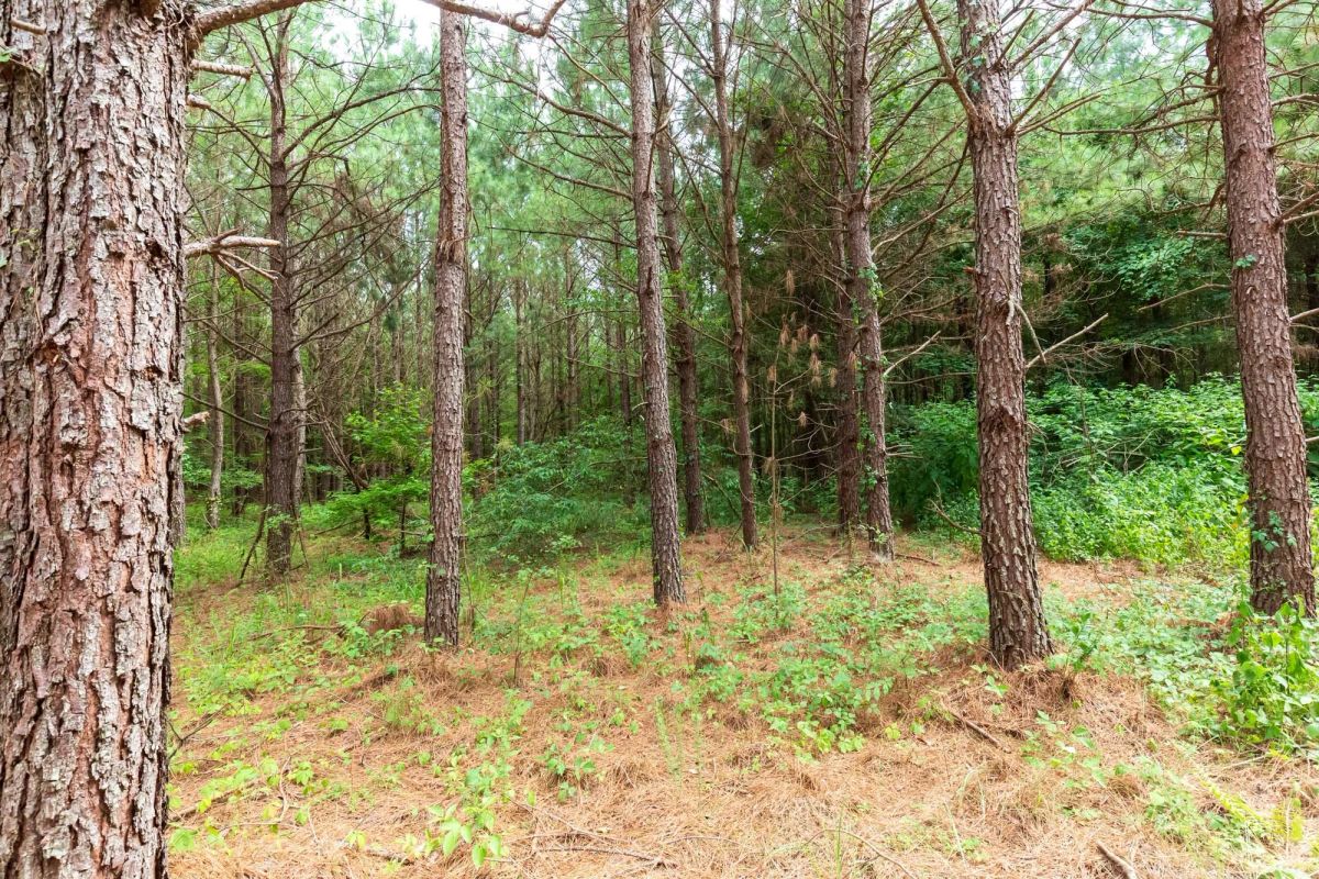 Decorative background for Whiskey Ridge Tract 86 image 17