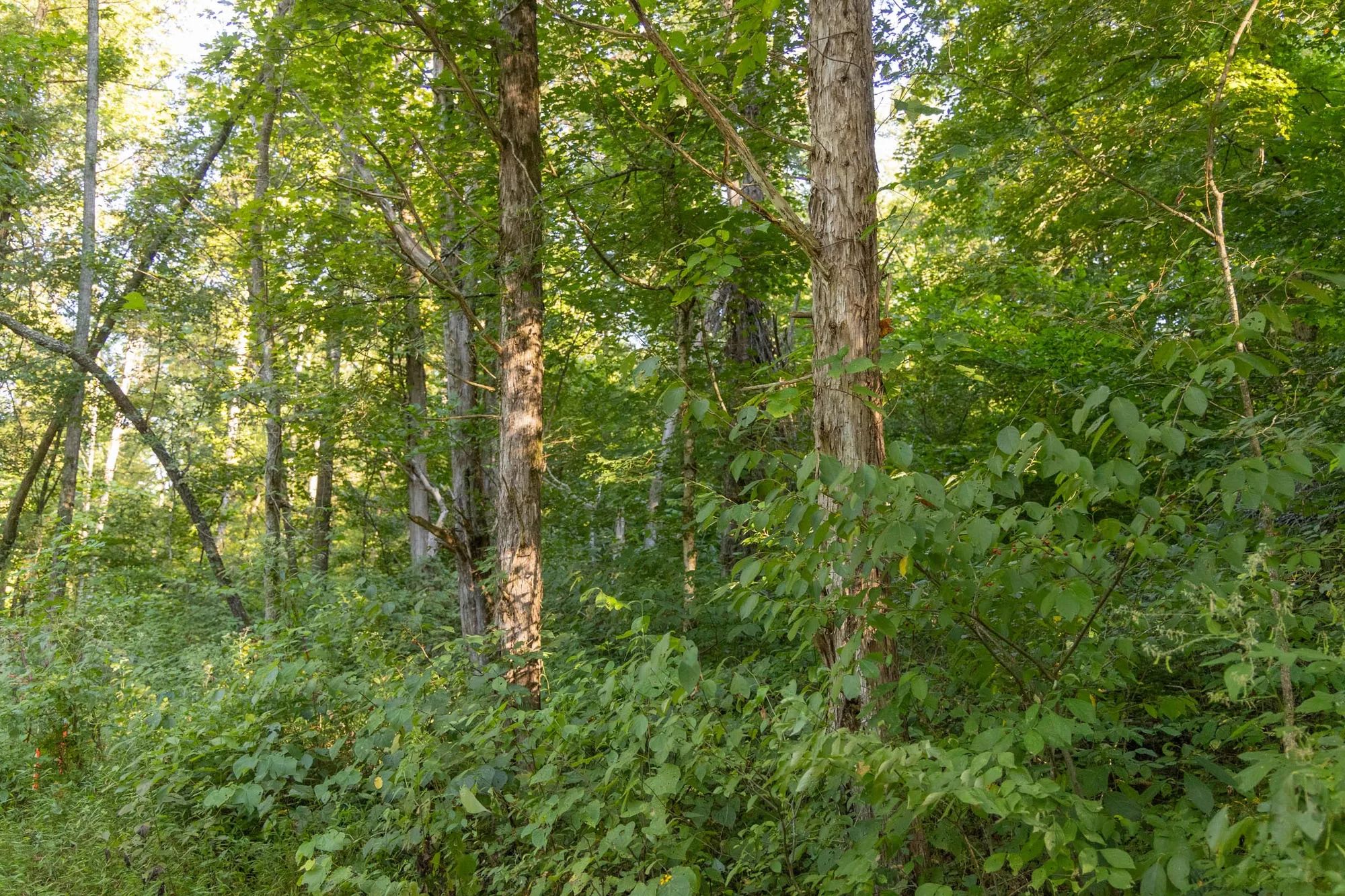 Big White Oak Tract 89 in Perry County, TN