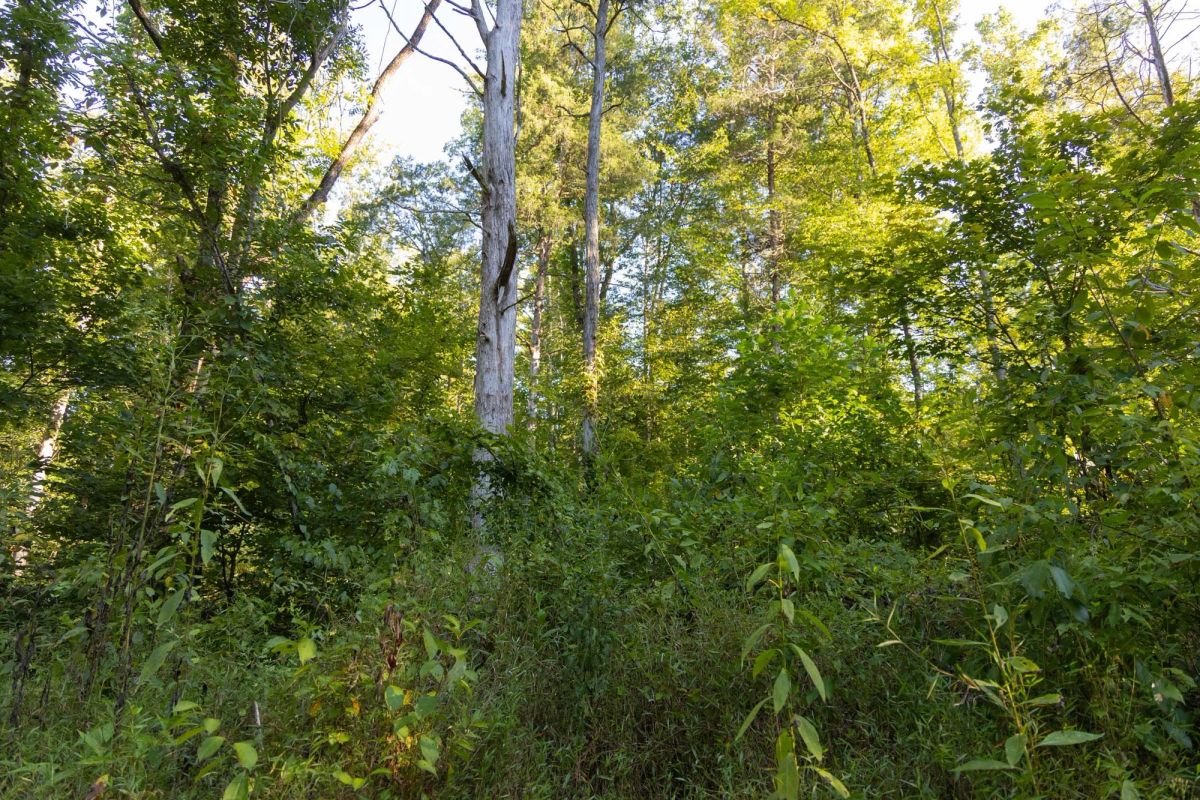 Big White Oak Tract 89 - Image 3