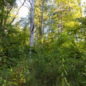 Big White Oak Tract 89 in Perry County, TN