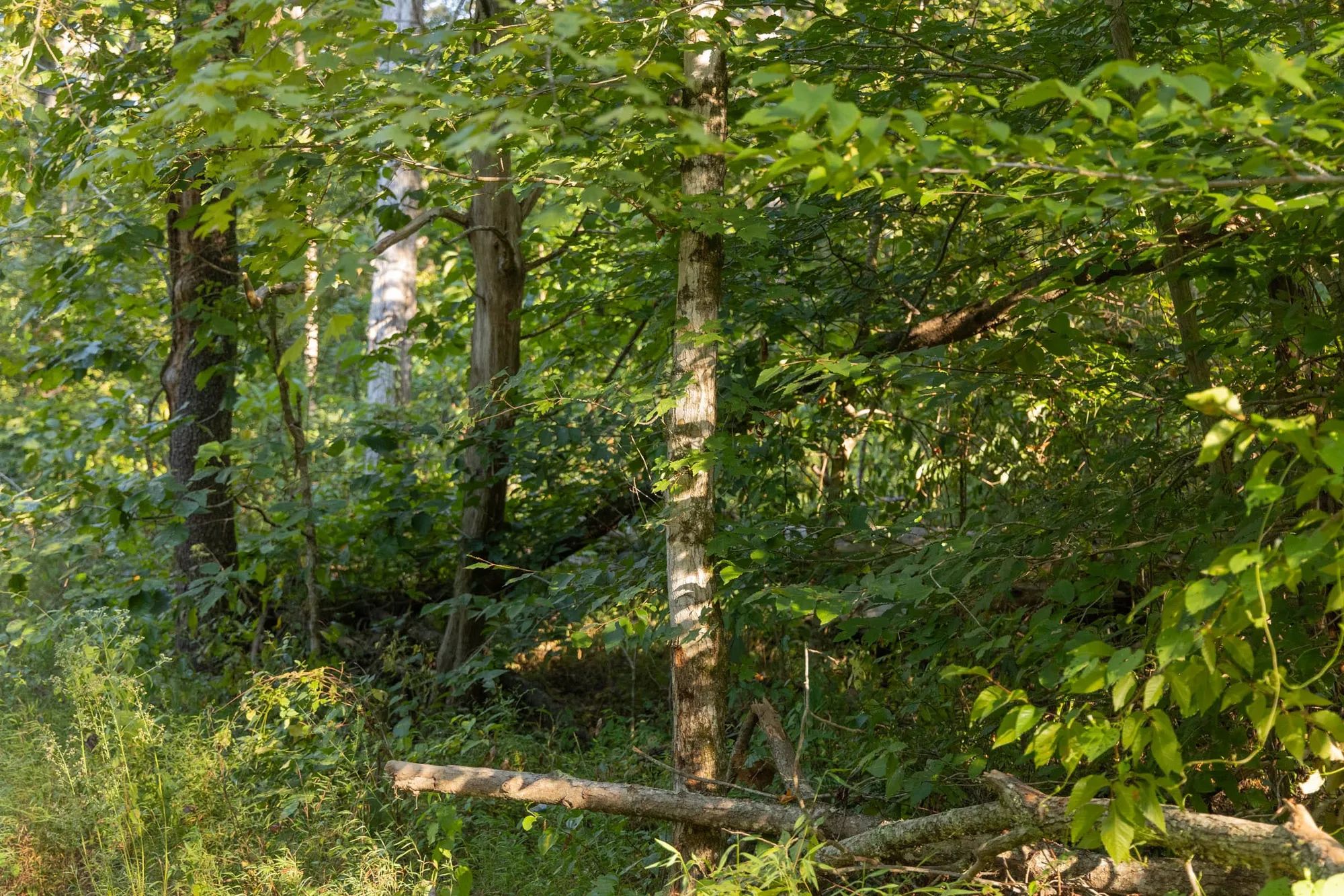 Big White Oak Tract 89 in Perry County, TN