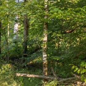 Big White Oak Tract 89 in Perry County, TN