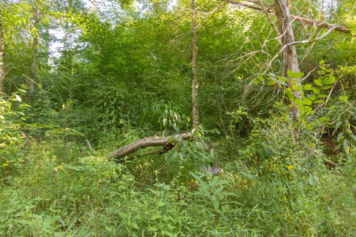Decorative background for Big White Oak Tract 89 image 5