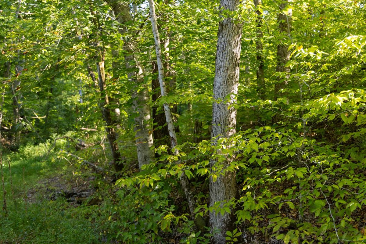 Decorative background for Big White Oak Tract 89 image 6