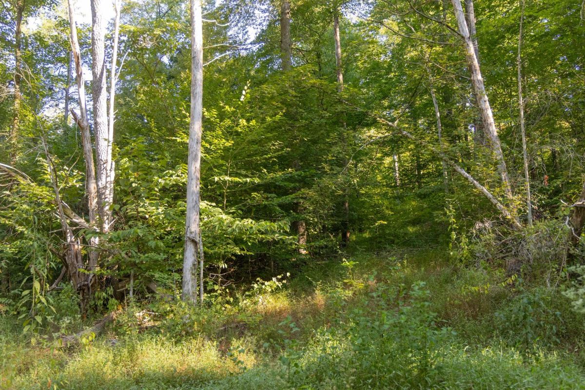 Decorative background for Big White Oak Tract 89 image 7